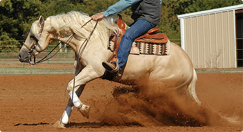 One of our talented reiners.